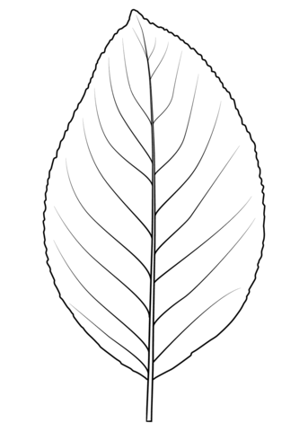 Pear Tree Leaf Coloring Page